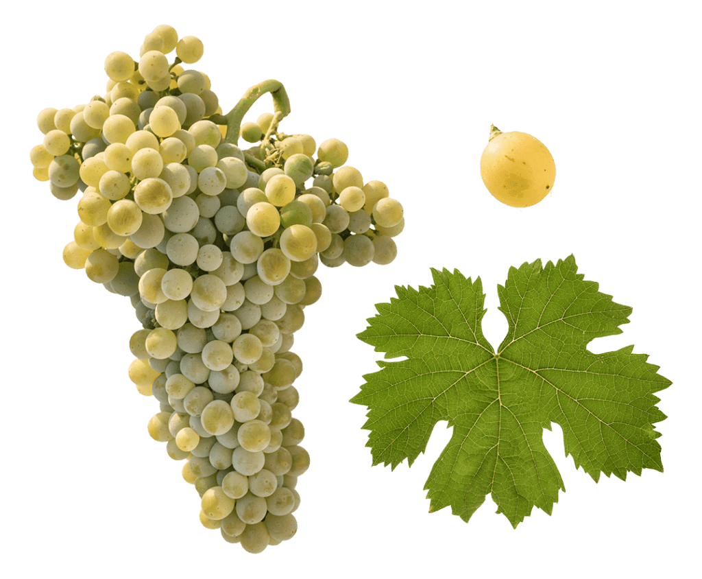 malvasia-uva