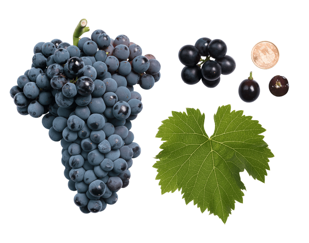 uva-tinta-garnacha